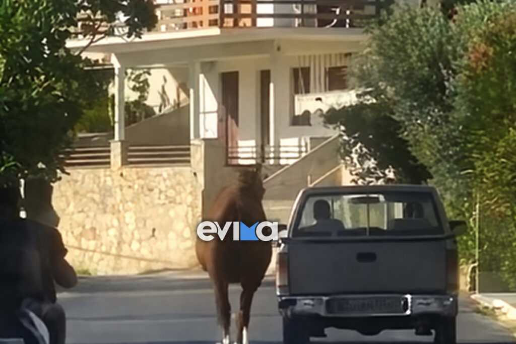 Καταγγελία-σοκ στα Νέα Στύρα: Τραυματισμένο άλογο δεμένο σε καρότσα και συρόμενο στον δρόμο