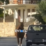Καταγγελία-σοκ στα Νέα Στύρα: Τραυματισμένο άλογο δεμένο σε καρότσα και συρόμενο στον δρόμο