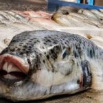 Υπόθεση Σήφη Βαλυράκη: Η εισαγγελική πρόταση που βάζει στο επίκεντρο τους δύο ψαράδες